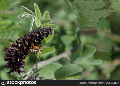 Bee on butterfly or buddleja bush, purple flower in summer, Sofia, Bulgaria