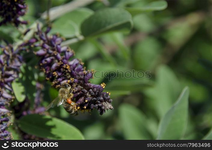 Bee on butterfly or buddleja bush, purple flower in summer, Sofia, Bulgaria