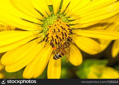 bee on compass flower