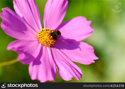 bee on cosmos flower close up view