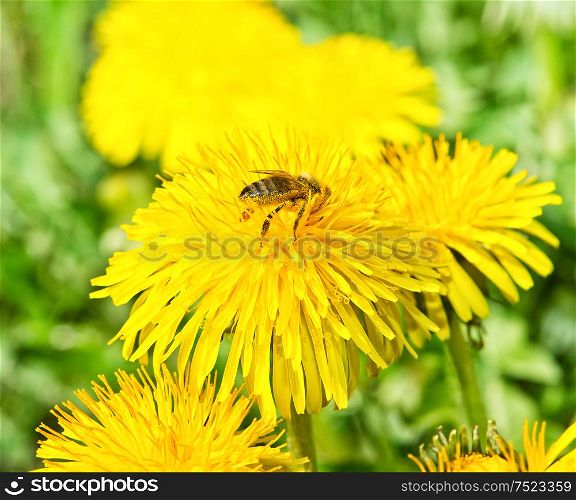 Bee on dandelion in green grass. Spring time. Sunny Day. Nature background