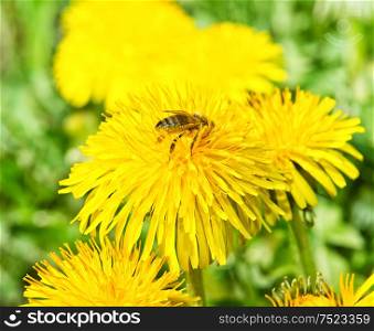 Bee on dandelion in green grass. Spring time. Sunny Day. Nature background