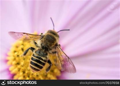 Bee on flower in nature on flowers in the nature