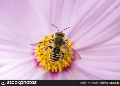 Bee on flower in nature on flowers in the nature