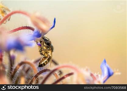 bee on flower of a borage