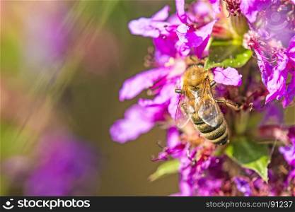 bee on flower of a purple loosestrife