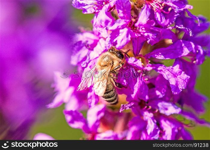 bee on flower of a purple loosestrife