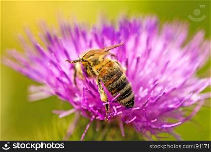 bee on flower of a thistle
