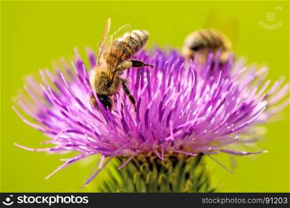 bee on flower of a thistle