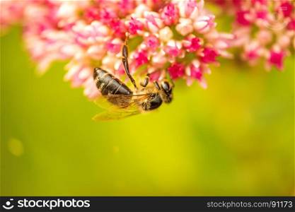 bee on flower of livelong
