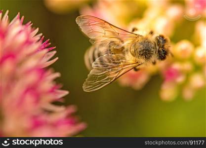 bee on flower of livelong