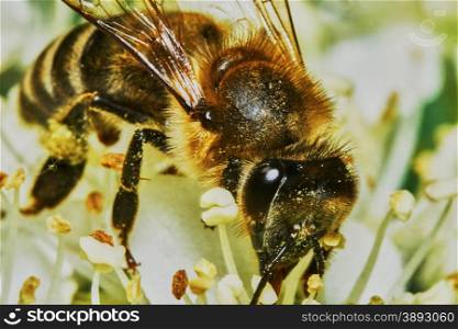 Bee on flowering shrubs. Bee on flowering shrubs in the garden