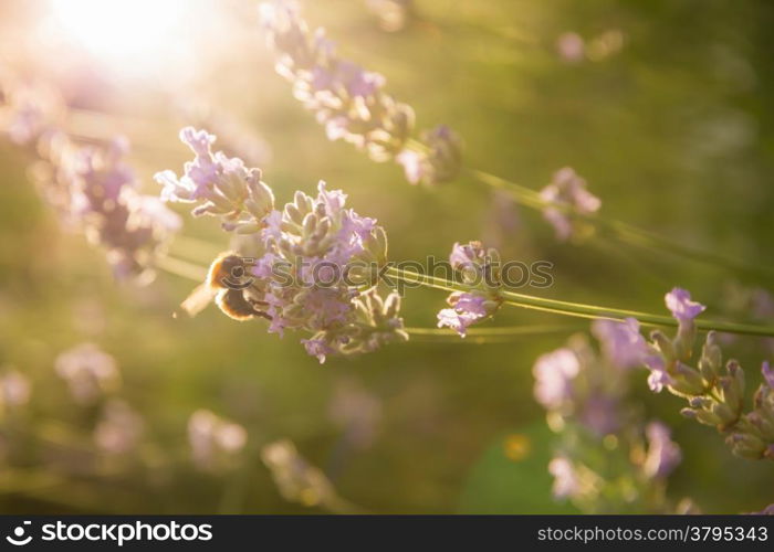 Bee on Lavender backlit by early morning sun