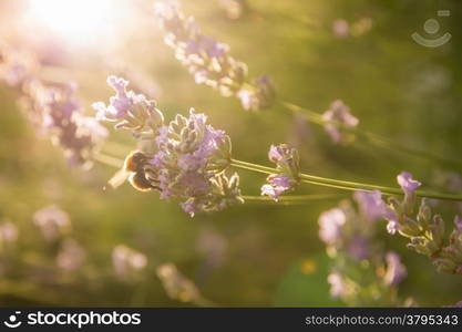 Bee on Lavender backlit by early morning sun