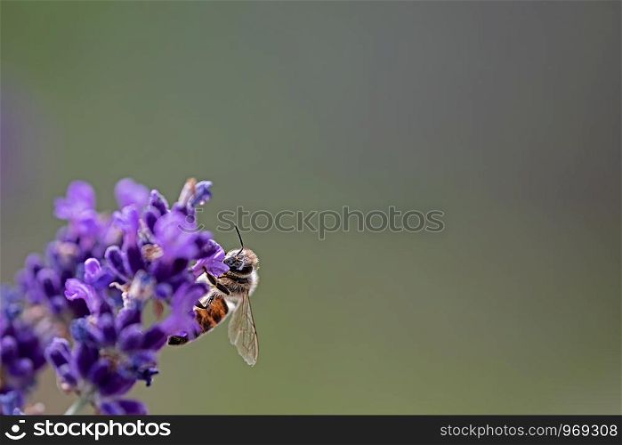 bee on lavender beautiful clear green background