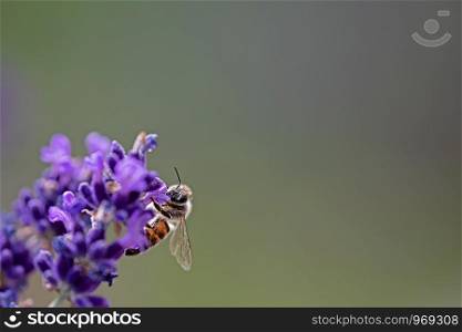 bee on lavender beautiful clear green background