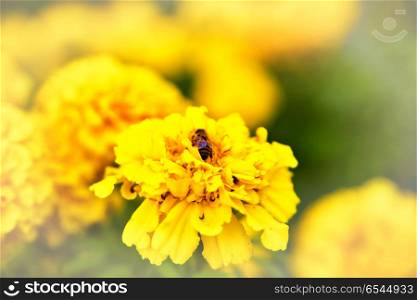 Bee on marigold flower blooming in the garden. Tagetes erecta, Mexican, Aztec or African marigold. Bee on marigold flower blooming in the garden