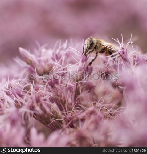 bee on pink flowers of eupatorium maculatum