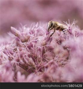 bee on pink flowers of eupatorium maculatum