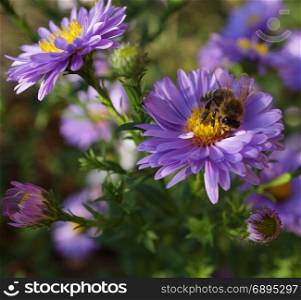 Bee on purple flower. The picture shows a bee on purple flowers