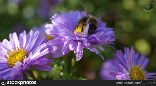 Bee on purple flower. The picture shows a bee on purple flowers