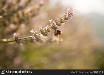 Bee on purple lavender blossoms, France