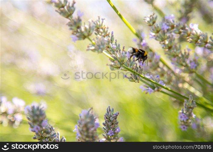 Bee on purple lavender blossoms, France