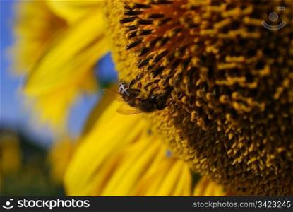 bee on sunflower. summer nature