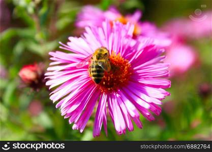 bee on the aster. bee sits on the aster and collects nectar