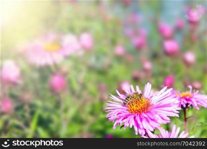 bee on the aster in the rays of sun. bee on the aster and collects nectar in the rays of sun