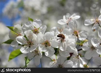bee on the branch of the blossoming cherry in the spring