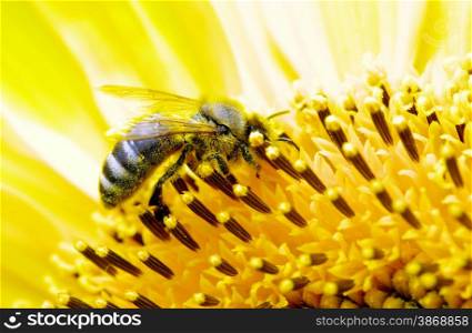 bee on the flower in the sunflower