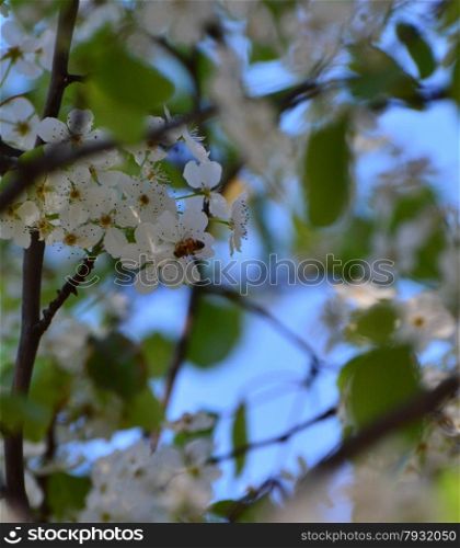 bee on the small, white flowers growing on a tree