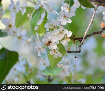 bee on the tiny, white flowers growing on a tree