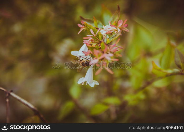 Bee on white flower. Close up. Selective focus. vintage look.