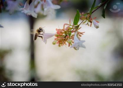 Bee on white flower. Close up. Selective focus. vintage look.