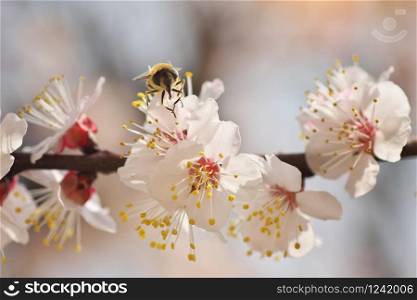 Bee on white spring tree apricot flower. Macro nature composition.