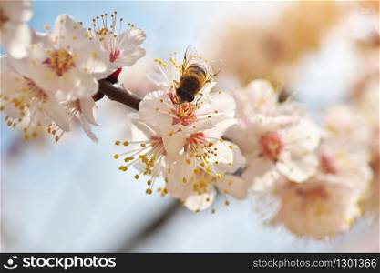 Bee on white spring tree apricot flower. Macro nature composition.