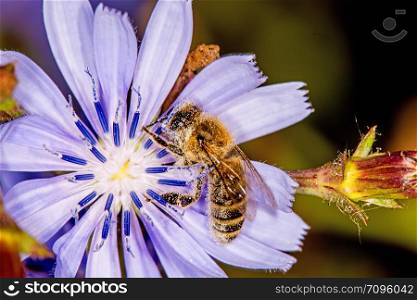 bee on wild cichory flower