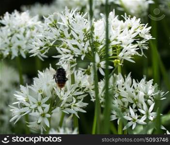 Bee on wild garlic flower in english garden