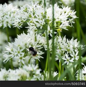 Bee on wild garlic flowers in english garden