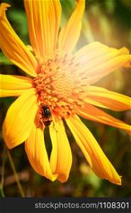 Bee on yellow flower in spring summer garden / Tree marigold or Mexican sunflower