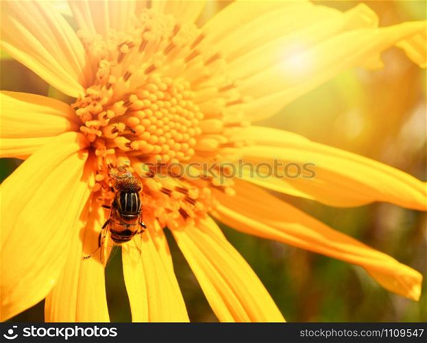 Bee on yellow flower pollinating sunflower in spring summer garden - Tree marigold or Mexican sunflower