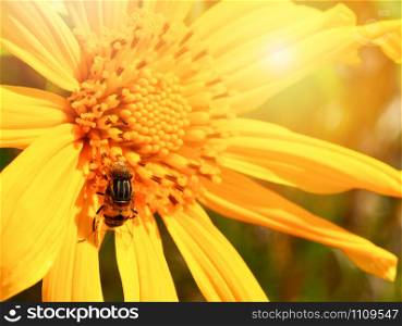 Bee on yellow flower pollinating sunflower in spring summer garden - Tree marigold or Mexican sunflower