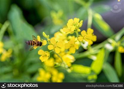 Bee on yellow flowers. Closeup bee eating nectar on the small yellow flowers of Sinapis Arvensis or Wild Mustard