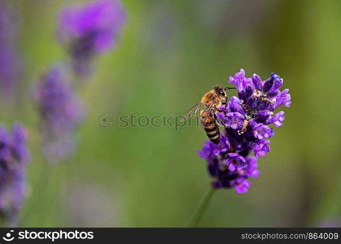 bee perching on a lavender plant