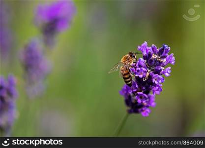 bee perching on a lavender plant