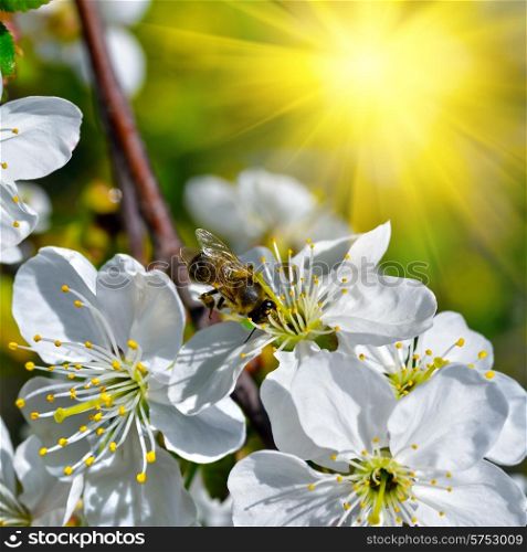 Bee pollinates white flowers on a flowering tree.