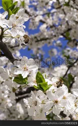 bee pollinating flowering tree