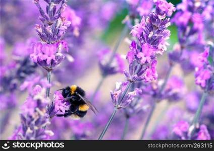Bee pollinating herbal lavender flowers in a field. England, UK